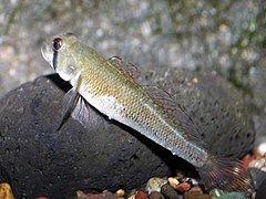 Stenogobius hawaiiensis.jpg