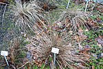 Stipa zalesskii