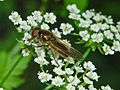 Miniatura para Cheilosia latifrons