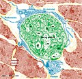 Figure 18. Rat jejunum muscularis mucosa. The photo is a colour-enhanced digital micrograph of a black and white transmission electron microscopy image. A blue telopode of 14.2 μm in the section plane is illustrated around a nerve ending (green) between smooth muscle cells (brown).