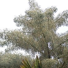 Талипот пальма (Corypha umbraculifera) .jpg