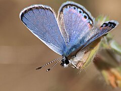 Description de l'image The Face of a Lupine Blue.jpg.