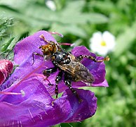 Myopa picta, (Worcestershire, Angleterre)