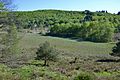 Tourbière des Dauges (15 mai 2016)