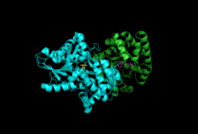 Tryptophan Synthase Dimer 3.png