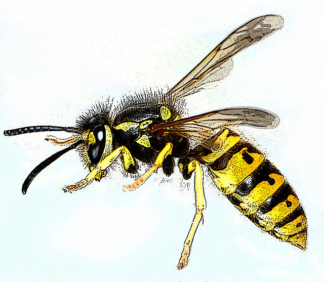 Description de l'image Vespula germanica-gb.jpg.