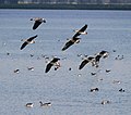 Der Gülper See – ein Stiftungs-Schutzgebiet von 600 Hektar und ein überregional bedeutsames Vogelrastgebiet