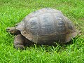 Galapaos tortoise