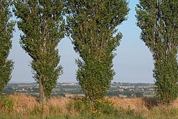 Comun de Ærø - Sœmeanza