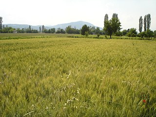 Нива со пченица во Македонија