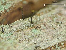 Several small brown balls rest atop black stalks rising from a bit of wood.