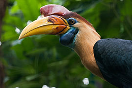 Knobbed hornbill