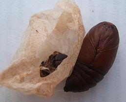 Pupa e casulo da avelaíña Actias luna.