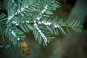 Adelges tsugae Annand Common Name: hemlock woo...