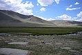 Altai Mountains, Mongolia (re. P. physaloides and P. albiflora).