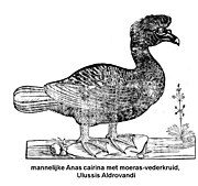 3. Mannelijke 'Anas cairina' met moeras-verderkruid, Ulisse Aldrovandi