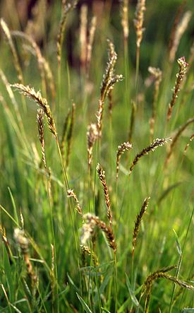 Eteläntuoksusimake (Anthoxanthum odoratum)