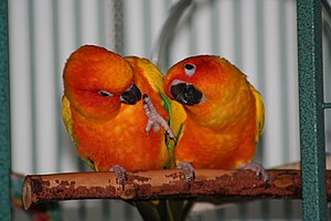 Sun Conure Cage