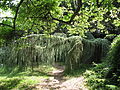 Juniperus horizontalis planté en 1955.