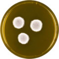 Aspergillus spectabilis growing on MEAOX plate