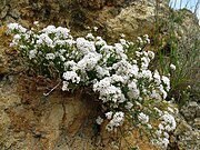 Asperula cynanchica