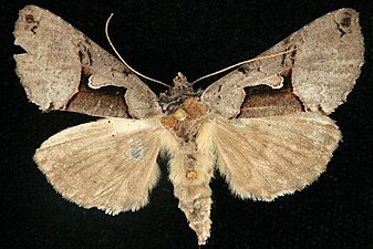 Autographa ampla