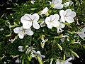 Bauhinia natalensis