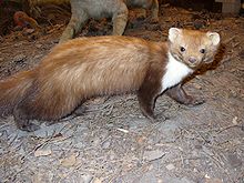 Beech Marten.jpg