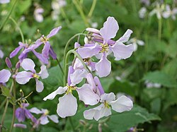 Beihai-flower.JPG