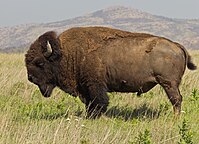 Bison bison bison