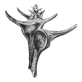 Ilustração da vista inferior da concha de C. leeana, com seu opérculo, originalmente publicada por ocasião de sua apresentação para a ciência, em 1890, nos Proceedings of the United States National Museum.