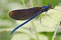 ♂ Libelulă damselfly (Calopteryx virgo)