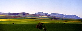 Overberg in the early spring with canola fields in the foreground and Riviersonderend Mountains in the background CapeOverberg spring.jpg