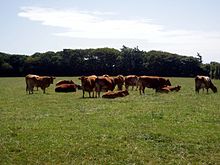 Cattle being raised in Penwith Cattlepenwith.JPG