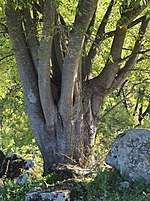 Miniatura para Celtis australis