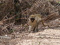 Grüne Meerkatzen Green Monkey