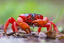 Crabe rouge terrestre Gecarcoidea natalis de l’île Christmas