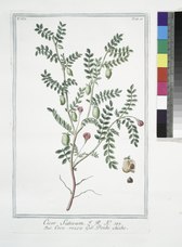 Botanical illustration of chickpea