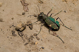 Cicindela japana