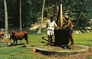 Traditional bullock-powered coconut oil mill. ...
