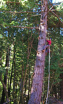 Climbing high to collect native seeds for restoration in the Mattole Watershed