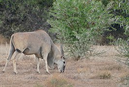 Eland