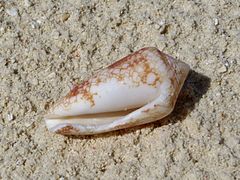 Un cône magnifique (Conus magnificus), échoué sur la plage.