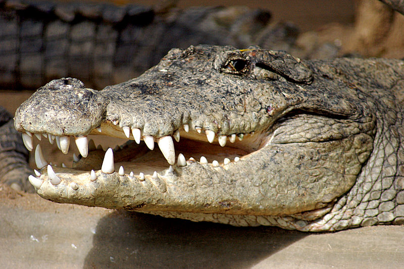 http://upload.wikimedia.org/wikipedia/commons/thumb/a/a0/Crocodilian_Teeth1.jpg/800px-Crocodilian_Teeth1.jpg