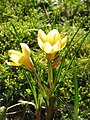 Crocus chrysanthus 'Romance'