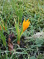 Crocus flavus subsp. flavus