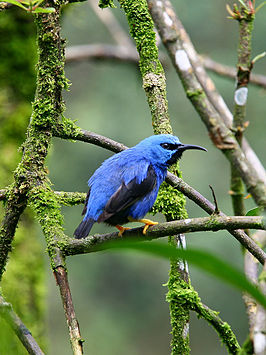 Geelpootsuikervogel