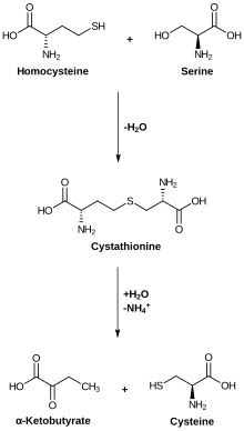 Cysteine biosynthesis.svg