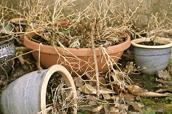 Dead plant in pots