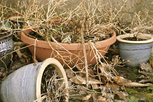 Dead plant in pots